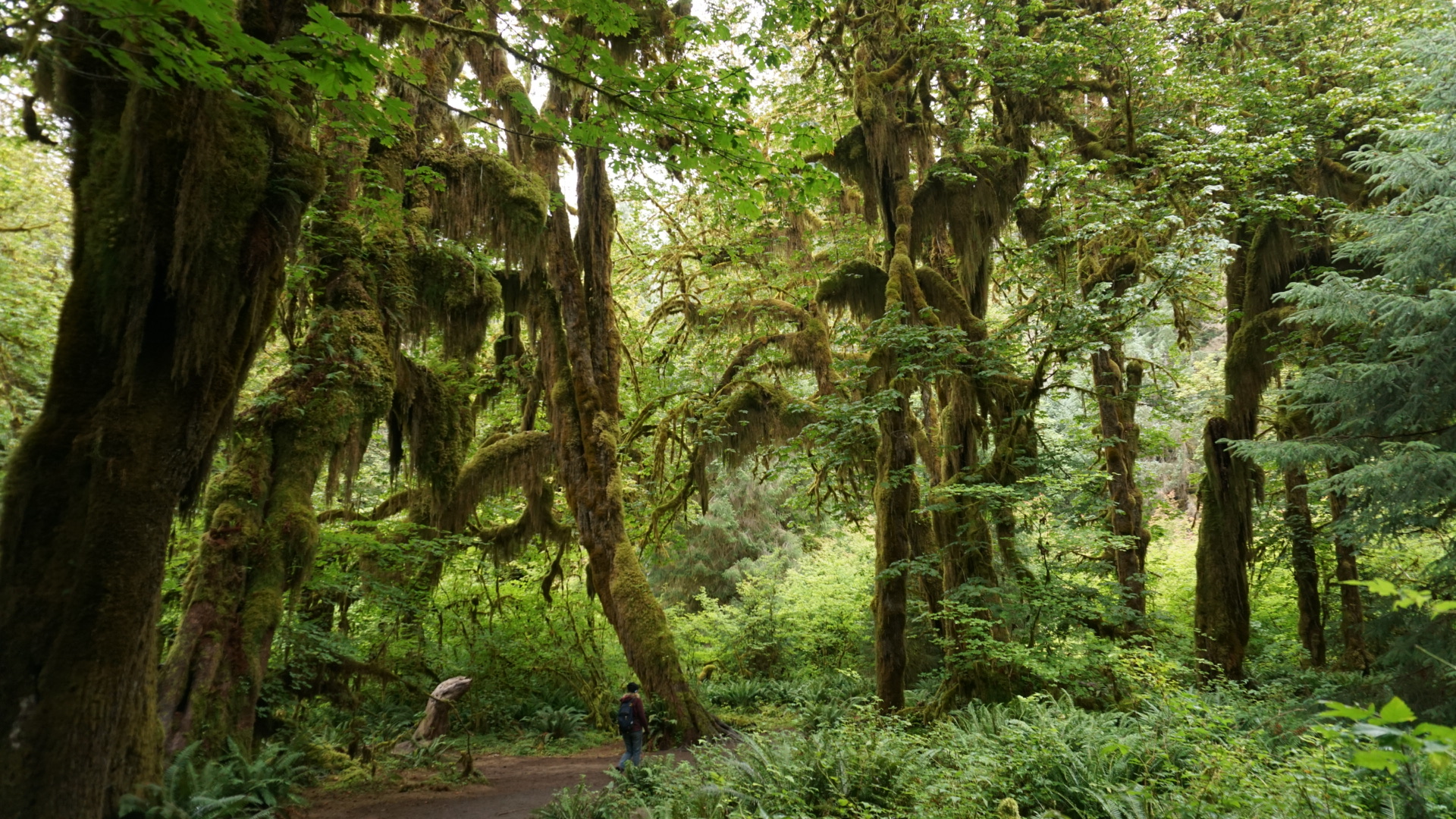 USA – Olympic National Park